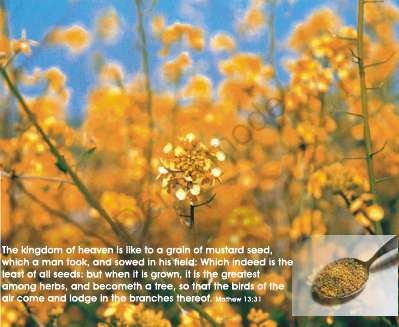 mustard seed bible