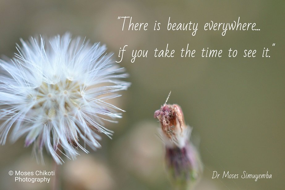 free inspirational quotes - there is beauty everywhere. Dr Moses Simuyemba