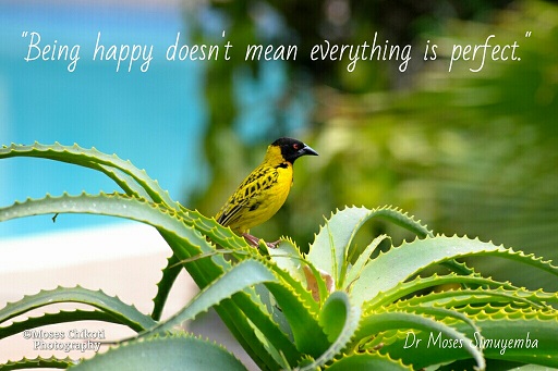 Inspirational quotes - Being happy Weaver at Protea Hotel Safari Lodge, Lusaka, Zambia.Dr Moses Simuyemba