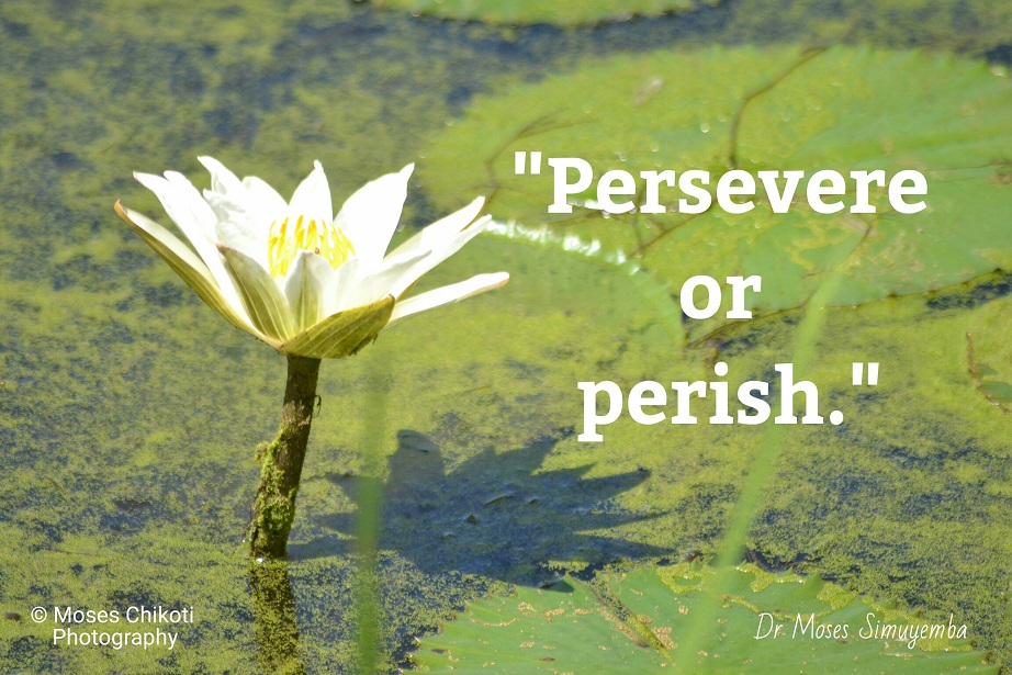 persistence quotes. mtoivation for dreamers. quotes on persistence